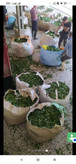 چای درجه یک